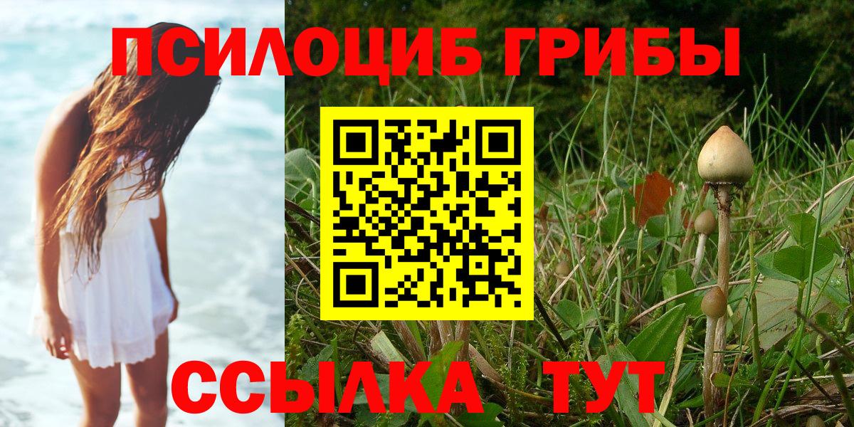 Псилоцибиновые грибы GOLDEN TEACHER  где купить наркоту  Гудермес  Вход с VPN 